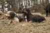 Anton und Addie-Joe vom Lautertal